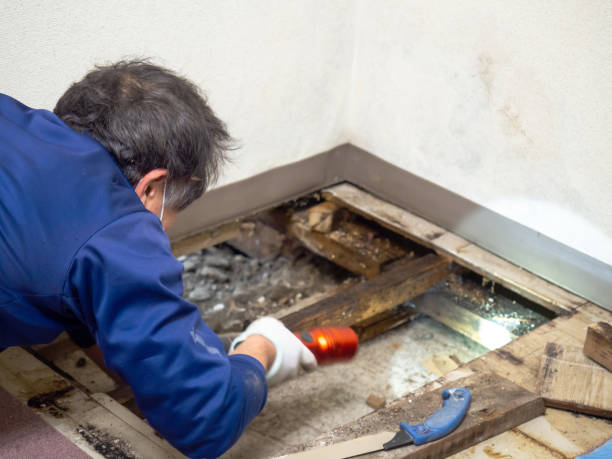 Best Fast Mold Removal  in Chubbuck, ID
