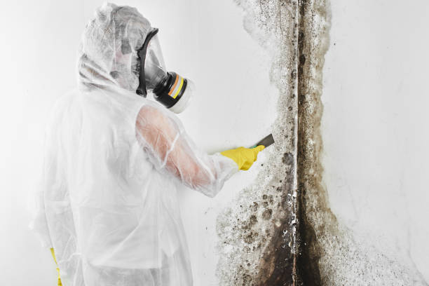 Mold Testing and Removal in Chubbuck, ID