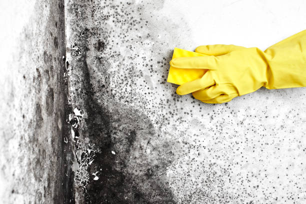 Best Toxic Mold Removal  in Chubbuck, ID