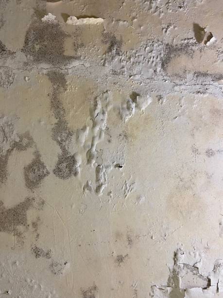 Best Residential Mold Removal  in Chubbuck, ID