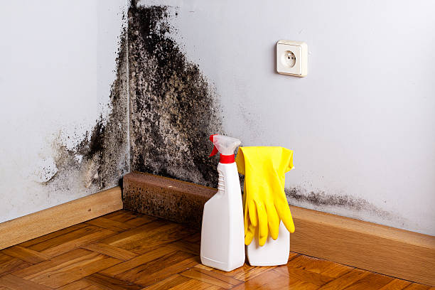 Best Office Mold Removal Services  in Chubbuck, ID