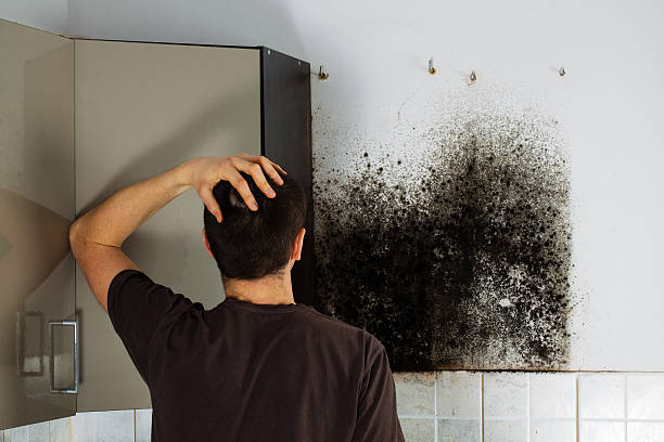 Best Certified Mold Removal  in Chubbuck, ID