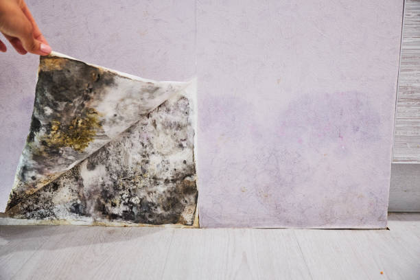 Best Mold Cleaning Services  in Chubbuck, ID